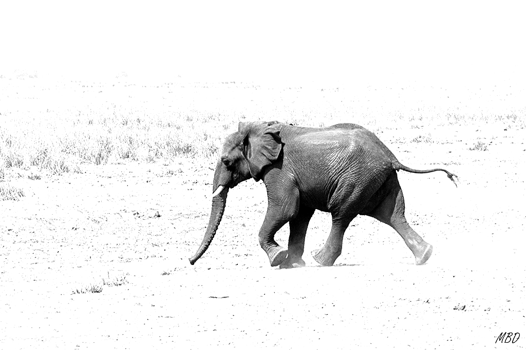 También saben correr!
