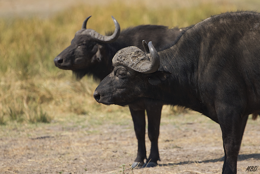 Impresiona la testud de los búfalos
