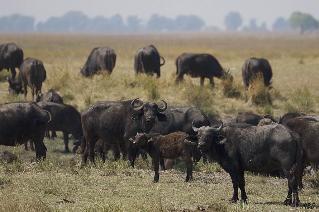 La manada tranquila alrededor de la charca
