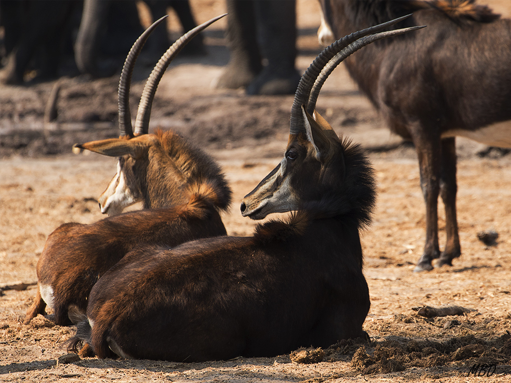 El macho es negro, la hembra con pelaje rojizo.