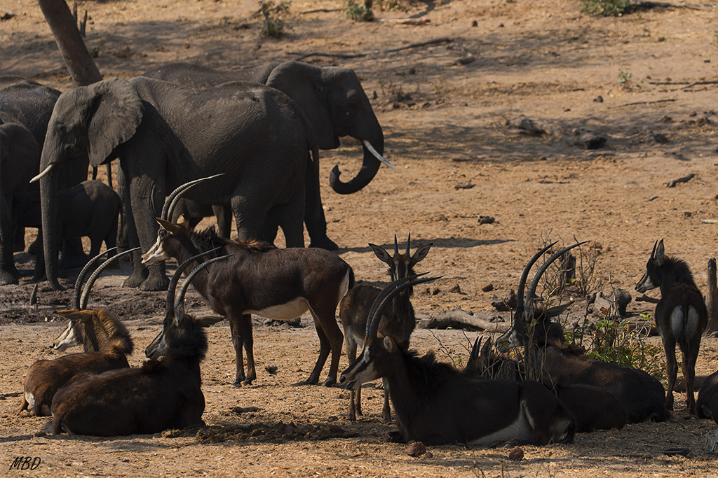 ...y cedan el sitio en la poza.