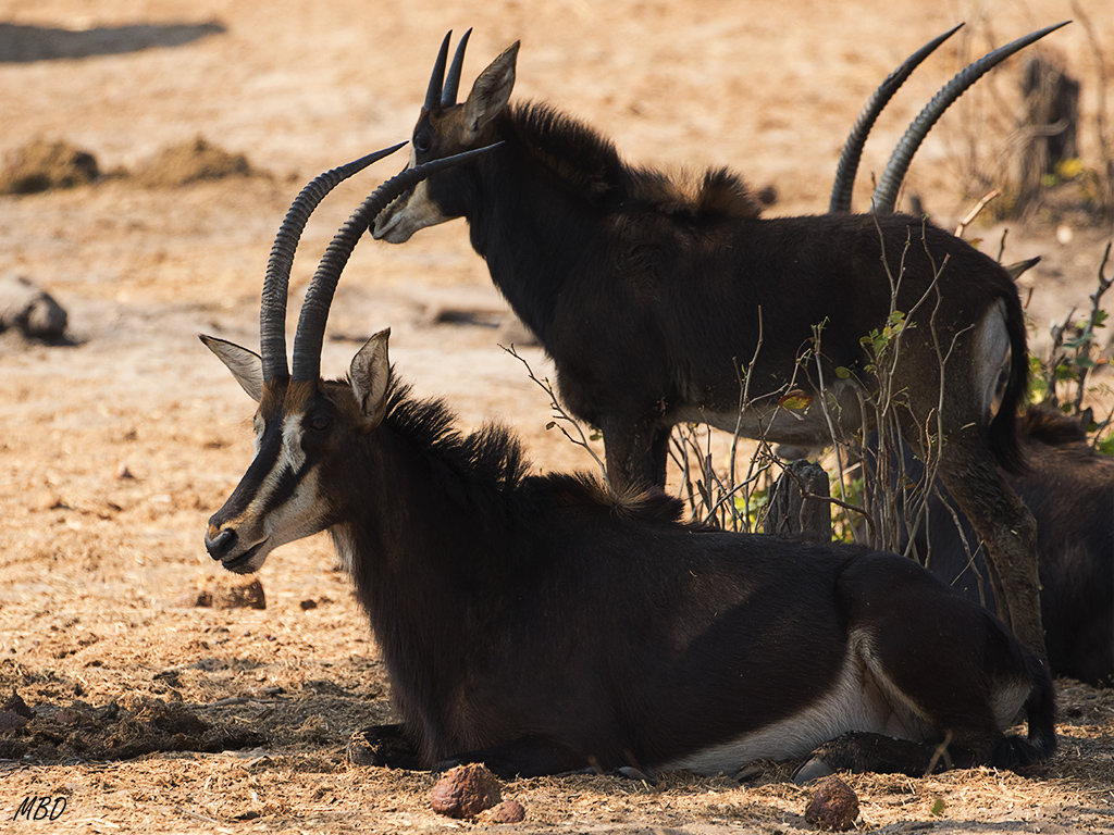 ...y deben volver al día siguiente.