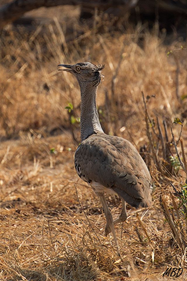 Ave nacional de Botswana