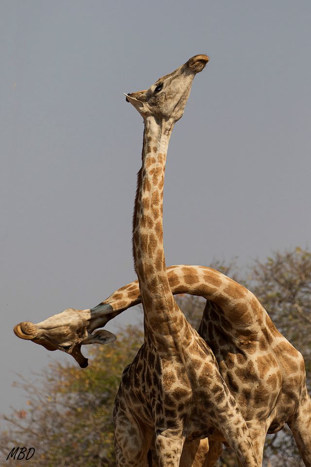 Encontramos estos dos machos peleando