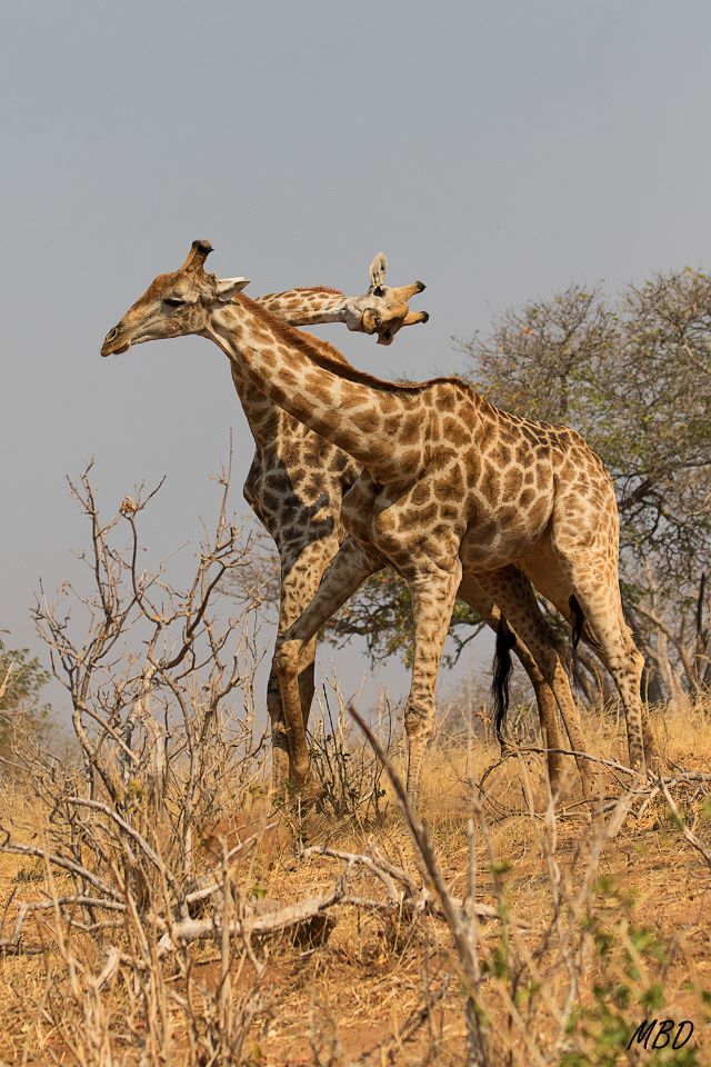 Imágenes simpáticas pero...