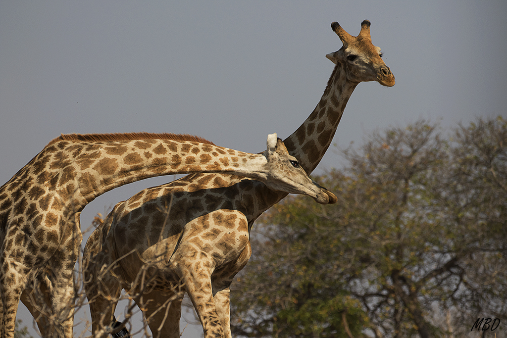 la violencia de los choques se deja sentir.