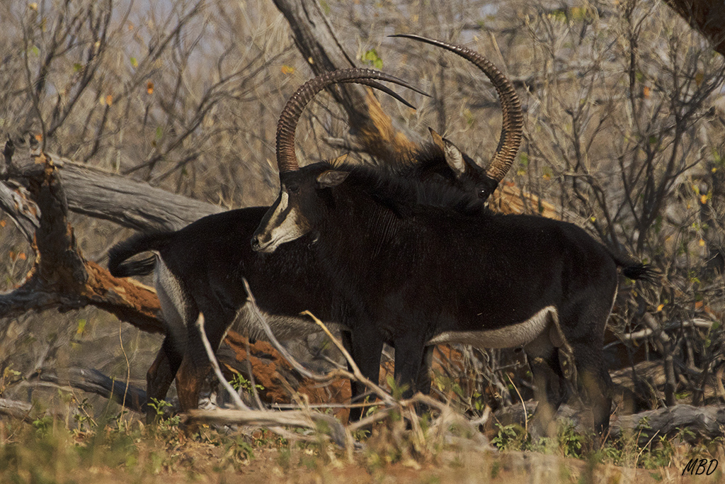 También estos dos machos de sable se retaban.