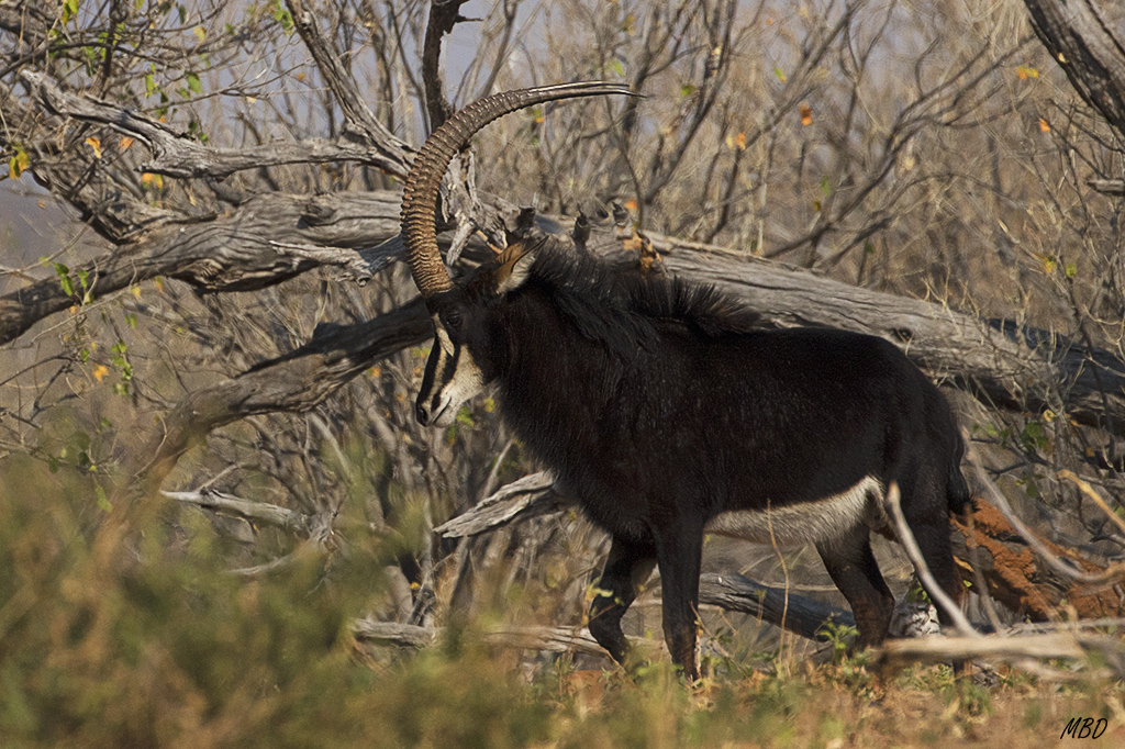 Se quedará con el territorio.