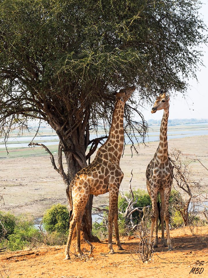 Esta pareja ramonea tranquila.