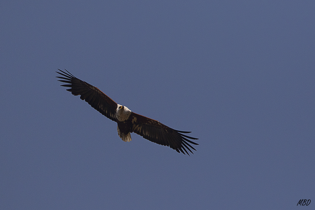 Pigargo vocinglero o águila pescadora africana