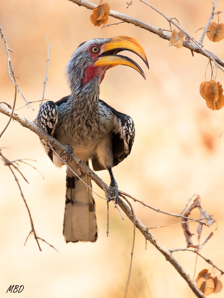 Toco de pico amarillo.