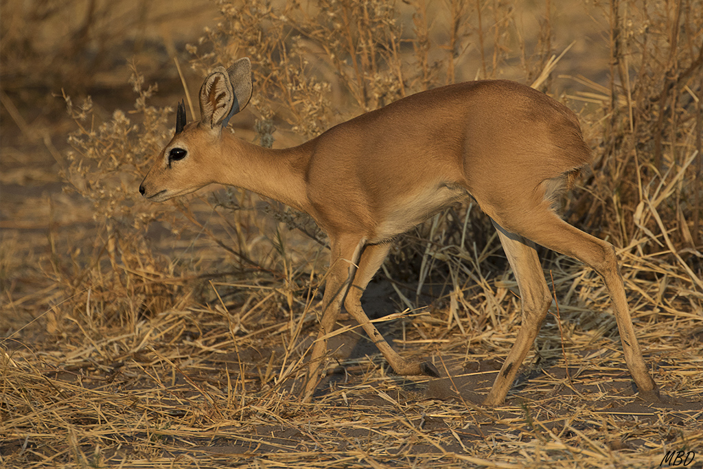 Raficero común o steenbock.