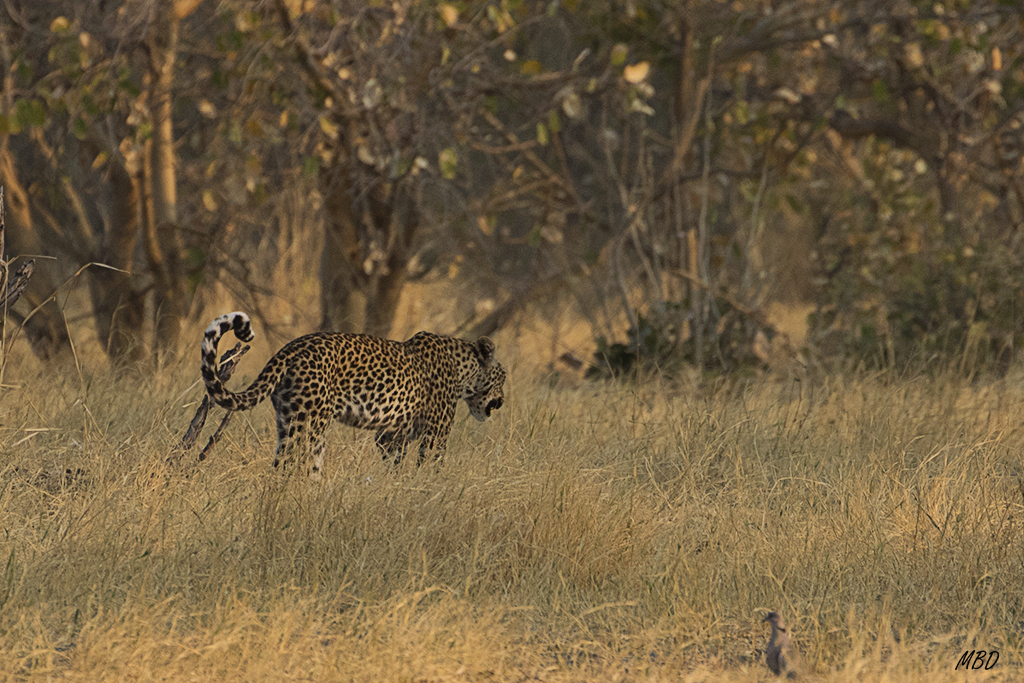 Un poco lejano, pero hermoso
