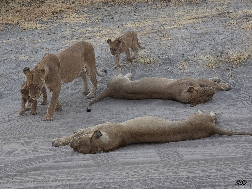 Leonas y cachorros.