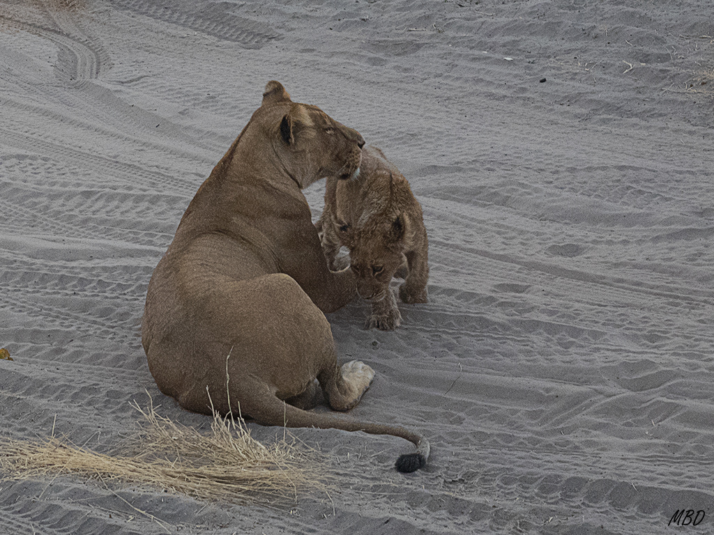 Este cachorro tiene hambre.