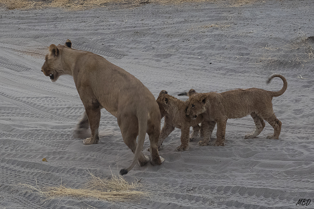 Difíciles de destetar las criaturas.