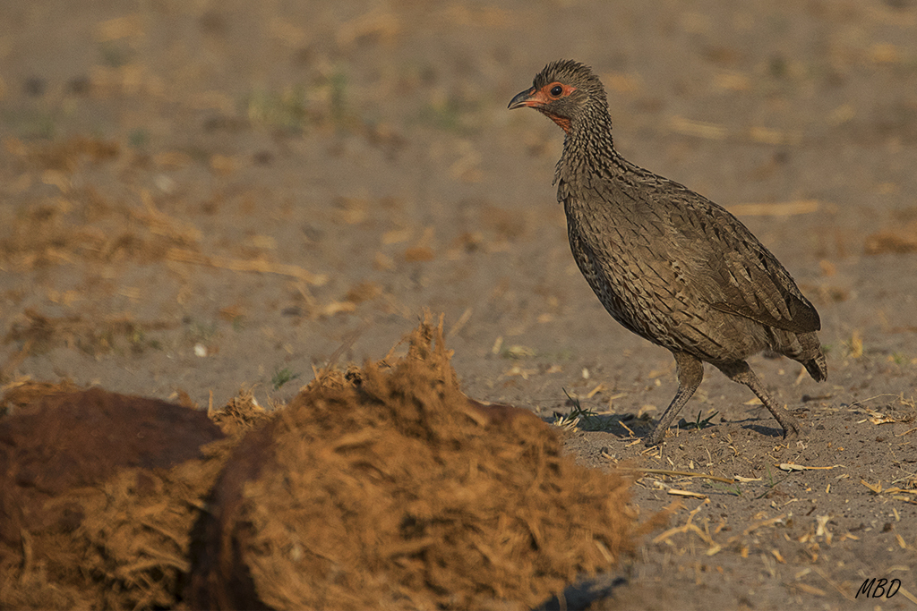 Francolín de pico rojo.