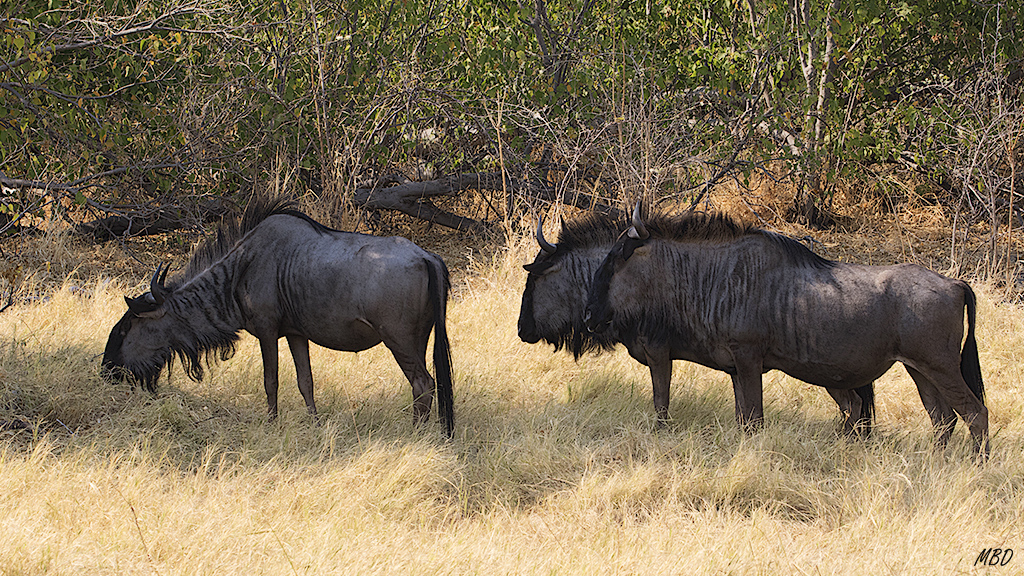 Los ñus en una plano más cercano.