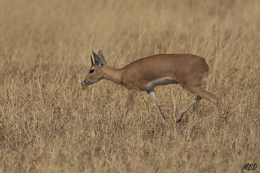 Raficero común o steembock