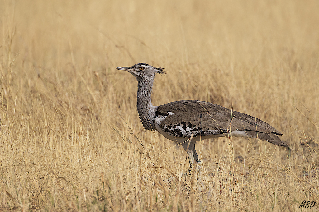 Ave nacional de Botswana.