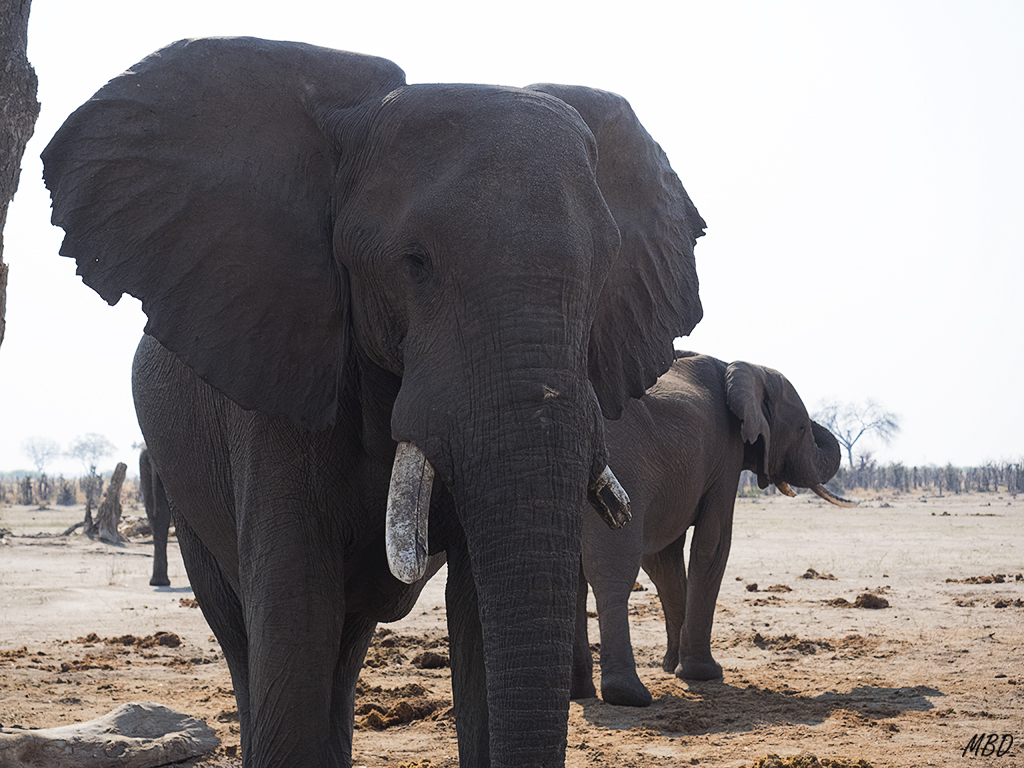 Impresionan cuando están tan cerca.