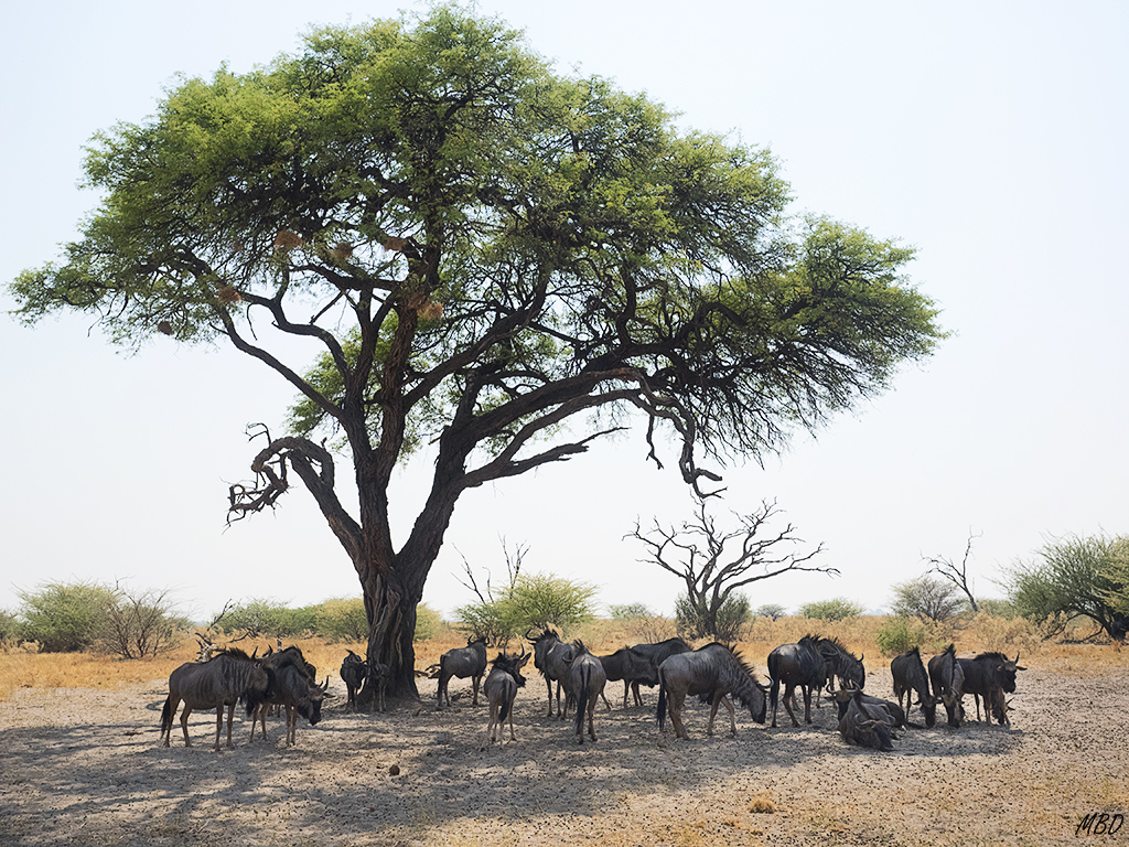 Los ñús buscan la sombra.