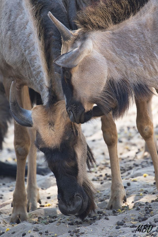 Detalles de ternura entre ñús.