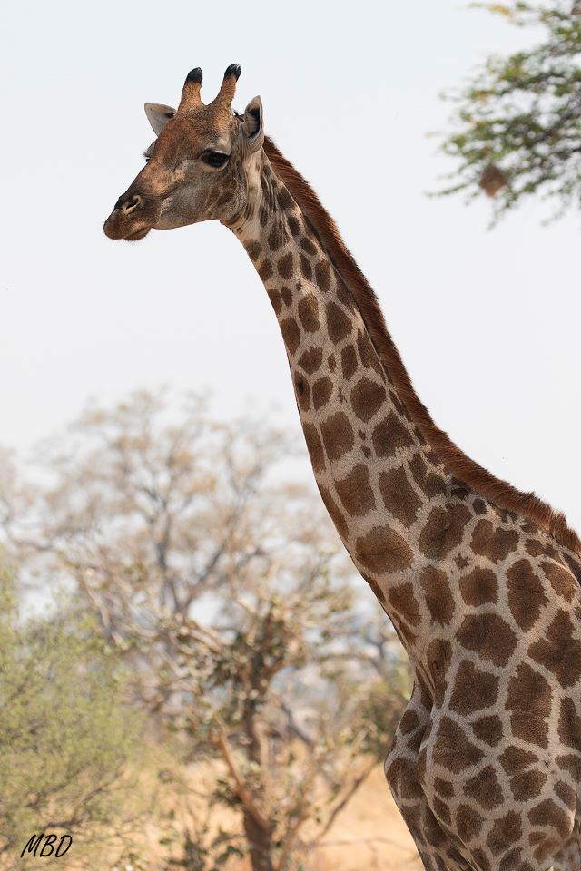 Las jirafas también reposan
