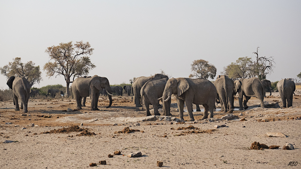 Manada de elefantes en la poza.