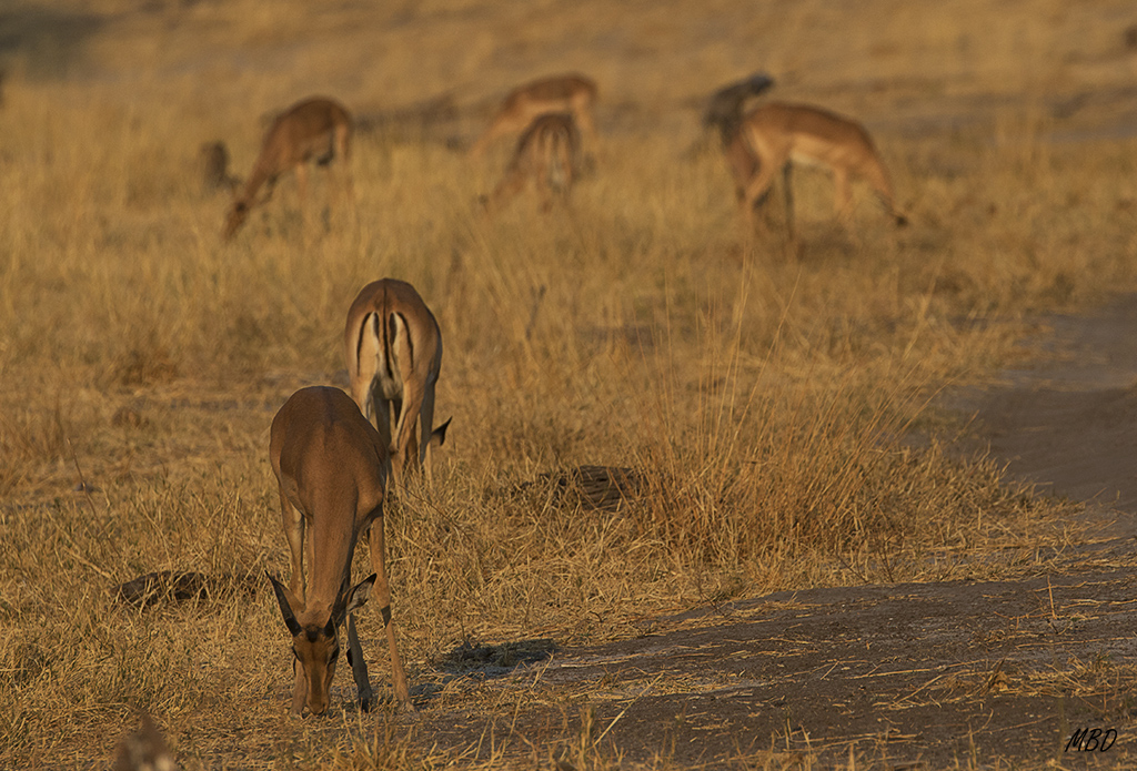 Impalas bajo la luz cálida del atardecer.