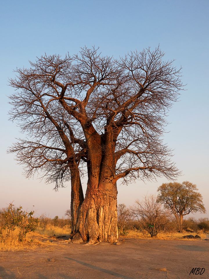 Hermosos y especiales.
