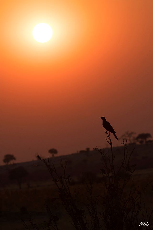 Este estornino orejiazul quería despedir al sol también.
