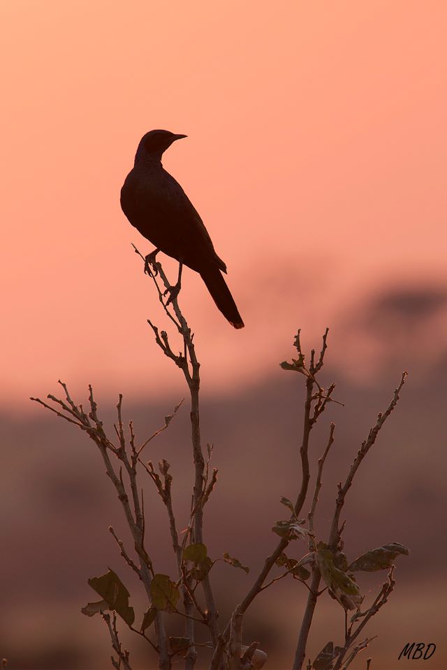 La estampa era digna de fotografiar.