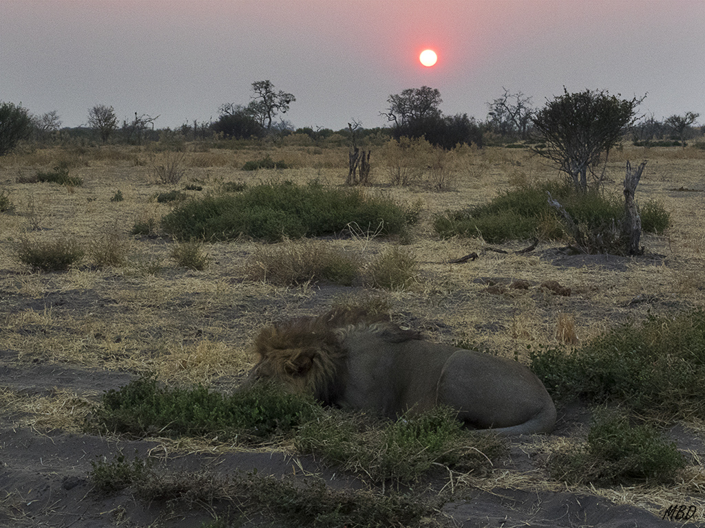 El sol se alza en el horizonte.