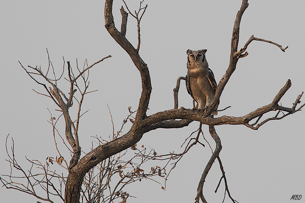 Búho  lechoso o búho de Verreaux.