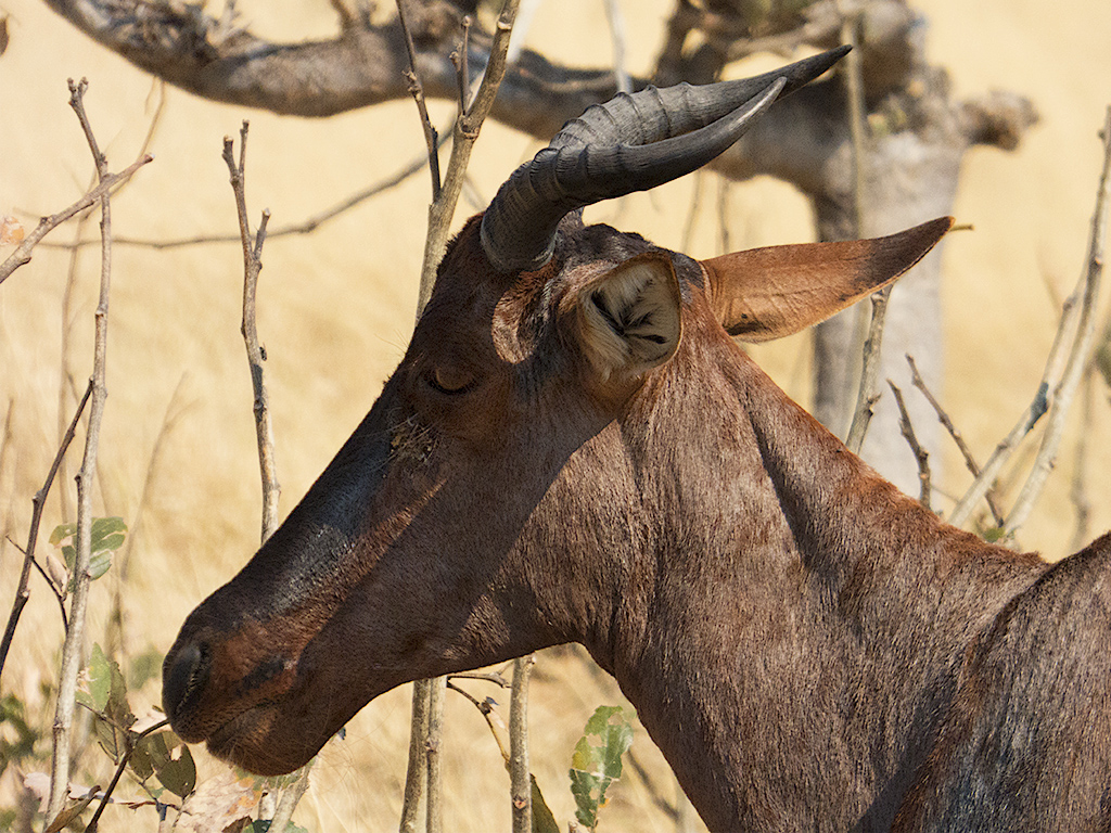 Tsessebe común, retrato.