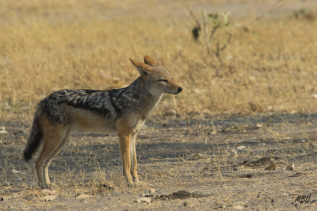 Chacal de lomo negro.