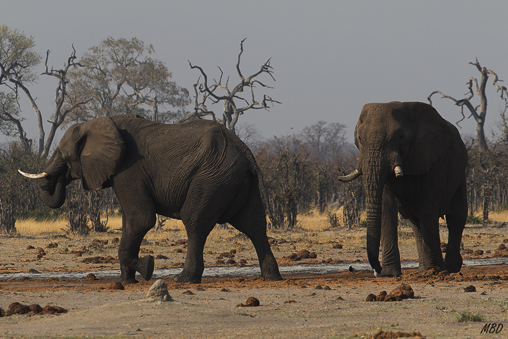 Rifirrafes por un sitio en la poza.