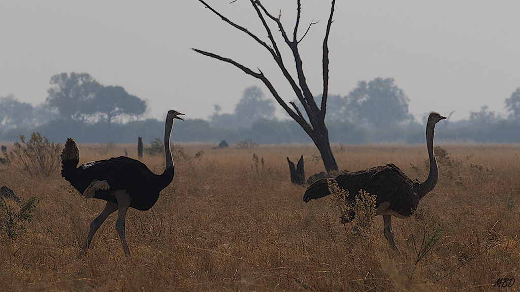 El macho reclama a la hembra.