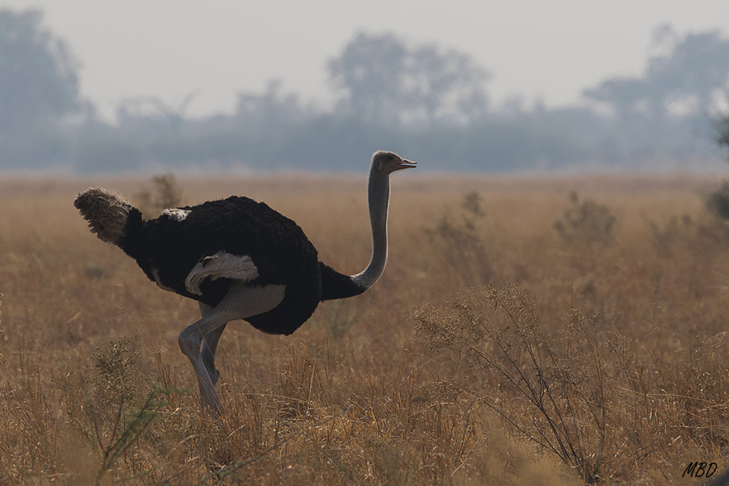 El macho perfilado a contraluz.