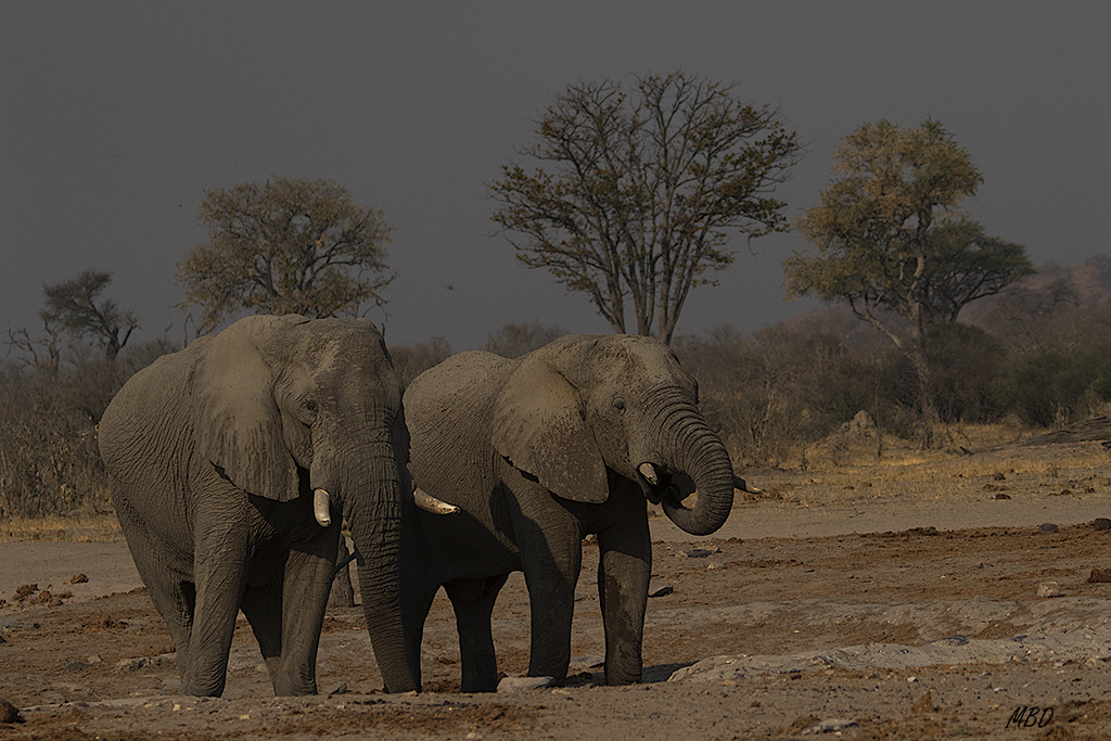 Los elefantes se demoran en la poza.
