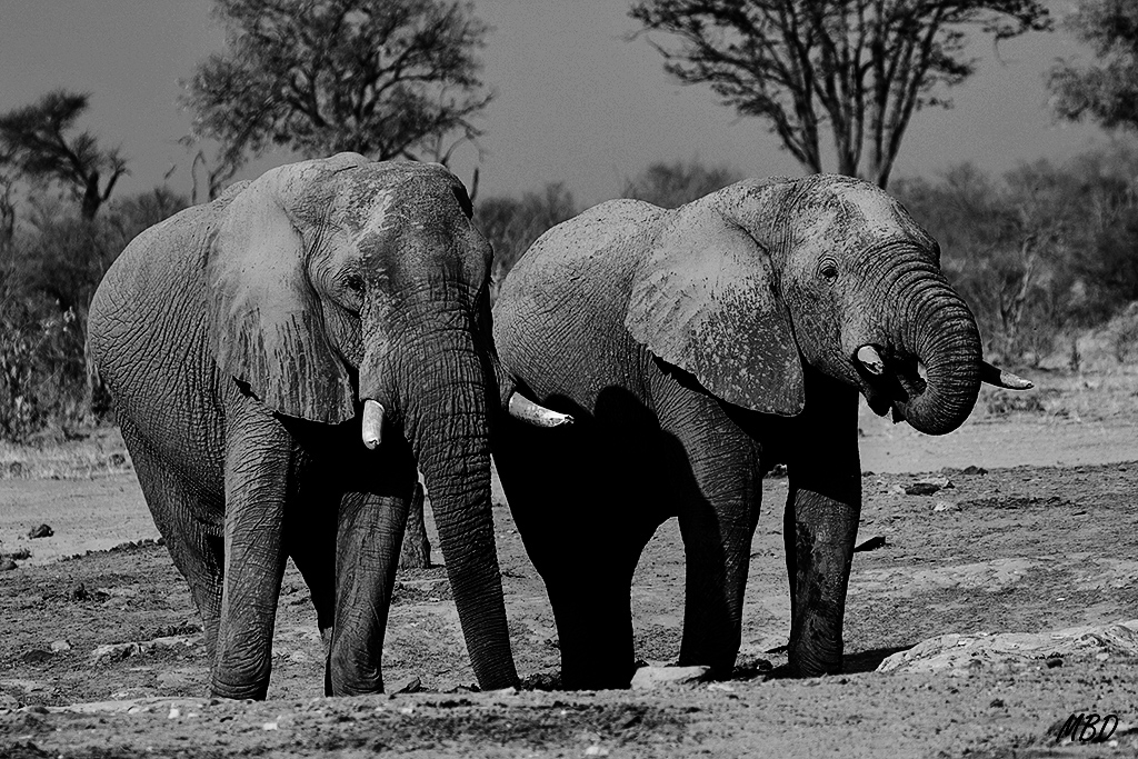 Me encantan en blanco y negro.