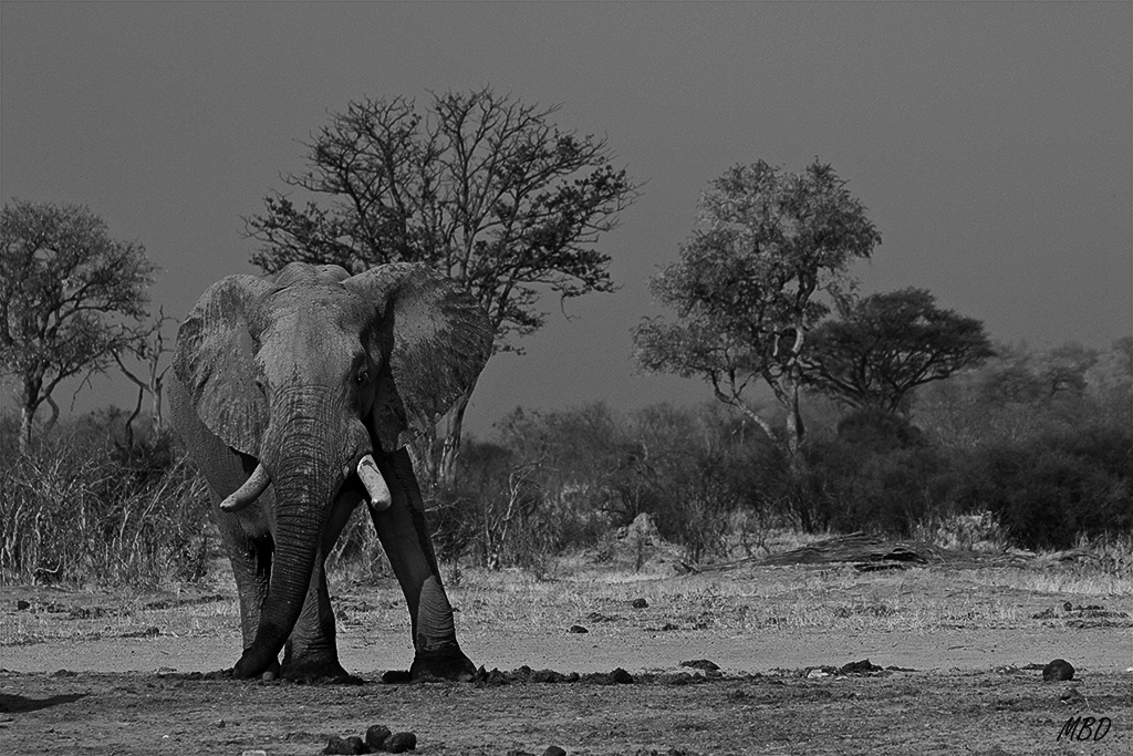 Pose llena de energía.