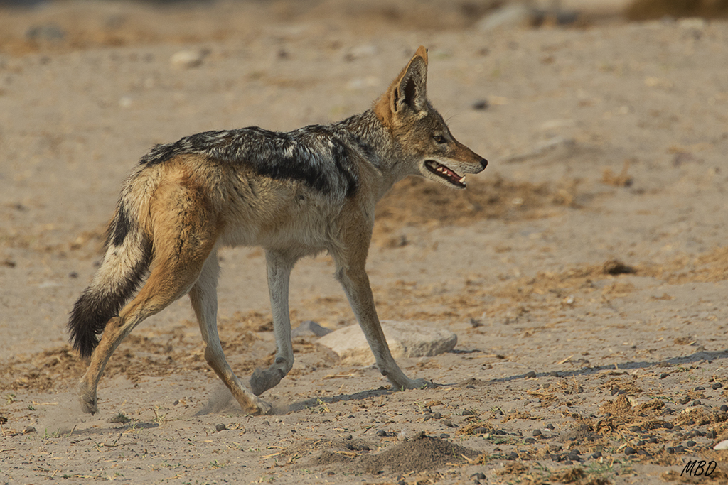 También el chacal de lomo negro acude a la poza.