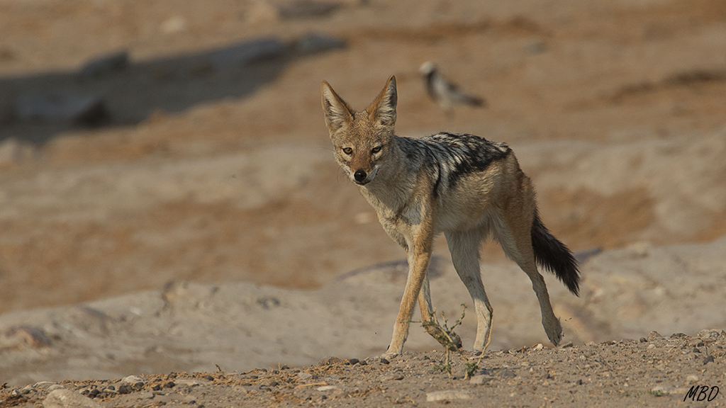 Tras beber, retorna por su camino.