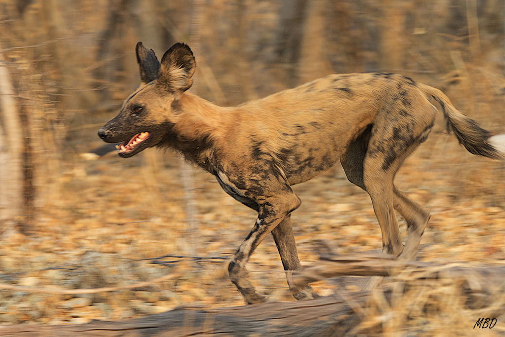 No son bellos, pero me encantan!