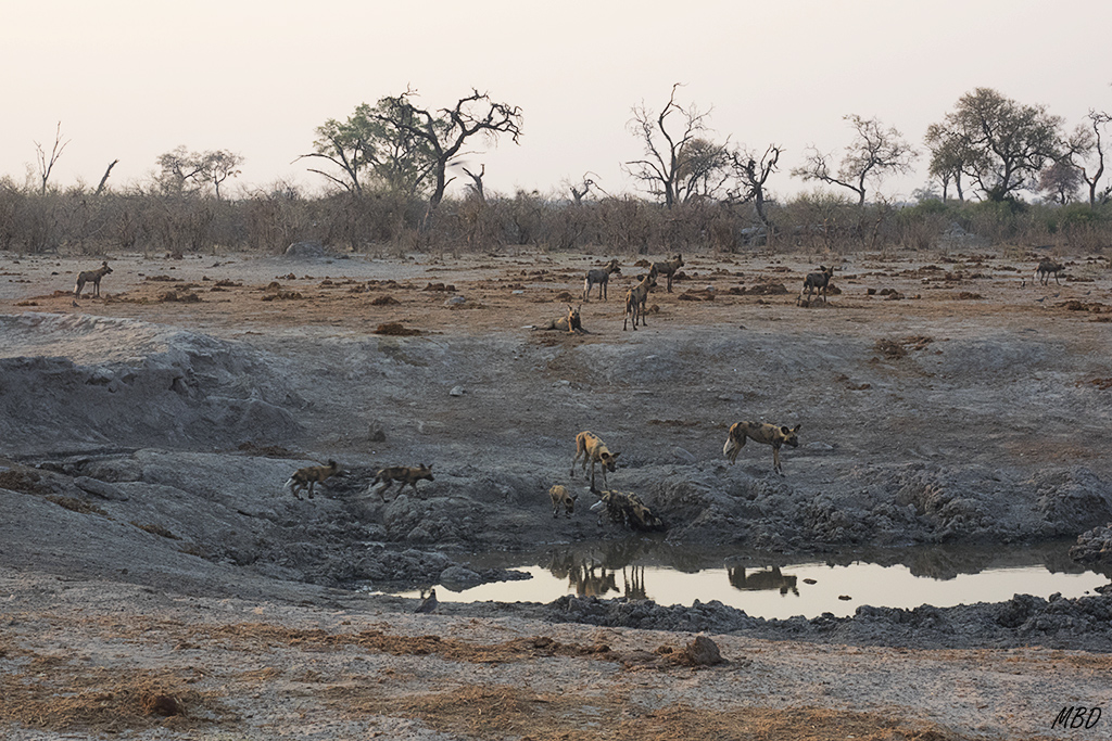 Toda la manada acude a la poza a echar un trago.