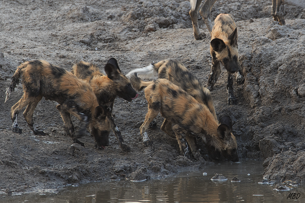 Tras los adultos, los cachorros beben.