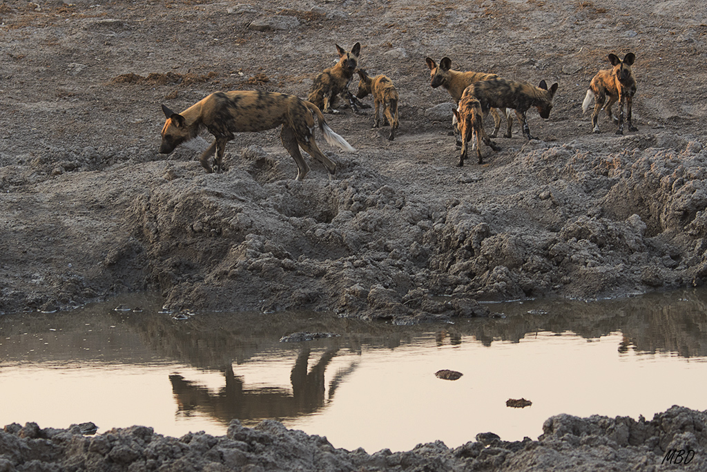 Bajo la supervisión constante de un adulto.