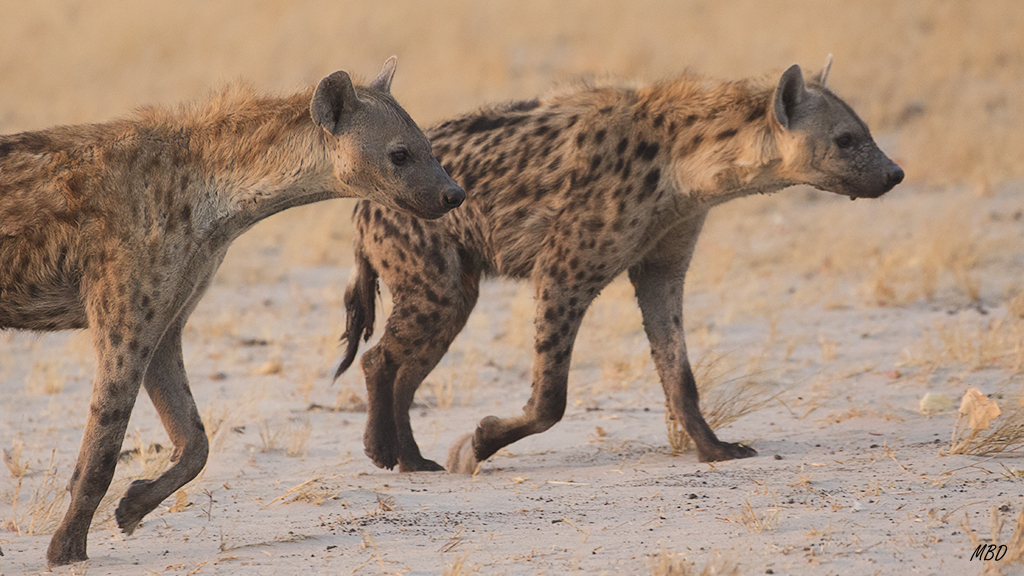 Serán las que deambulaban entre nuestras tiendas cada noche?